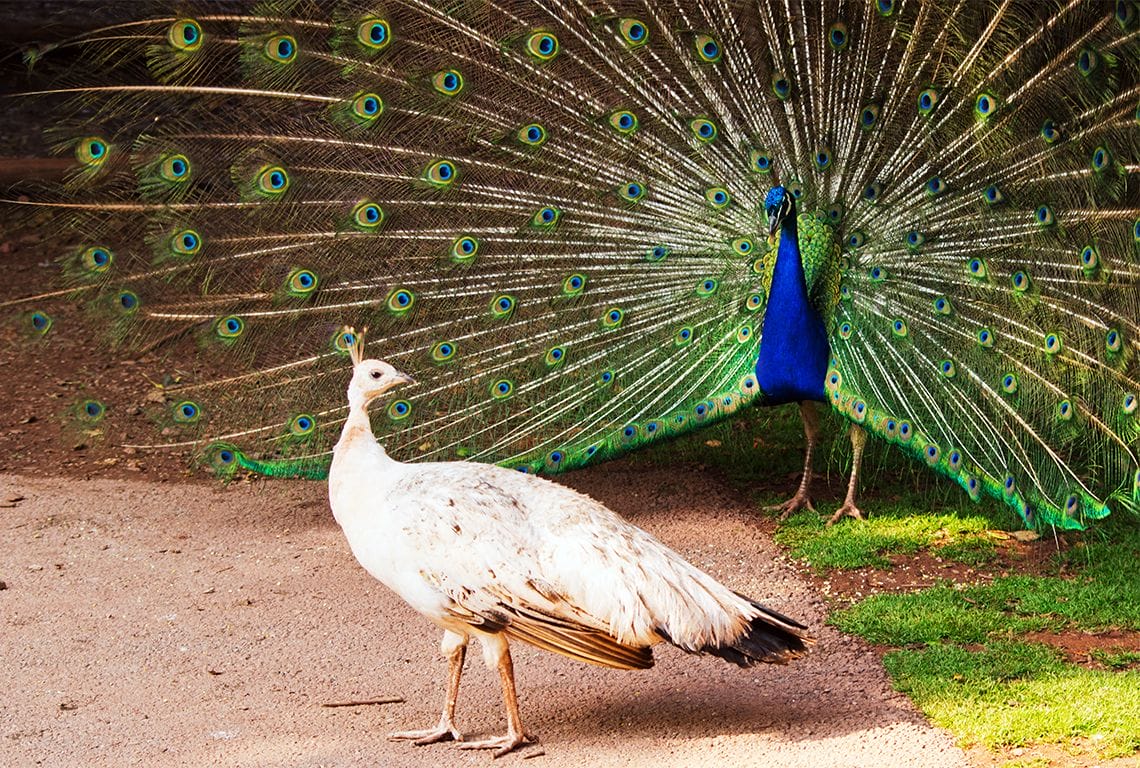 a white peacock stands next to a blue peacock with its feathers out